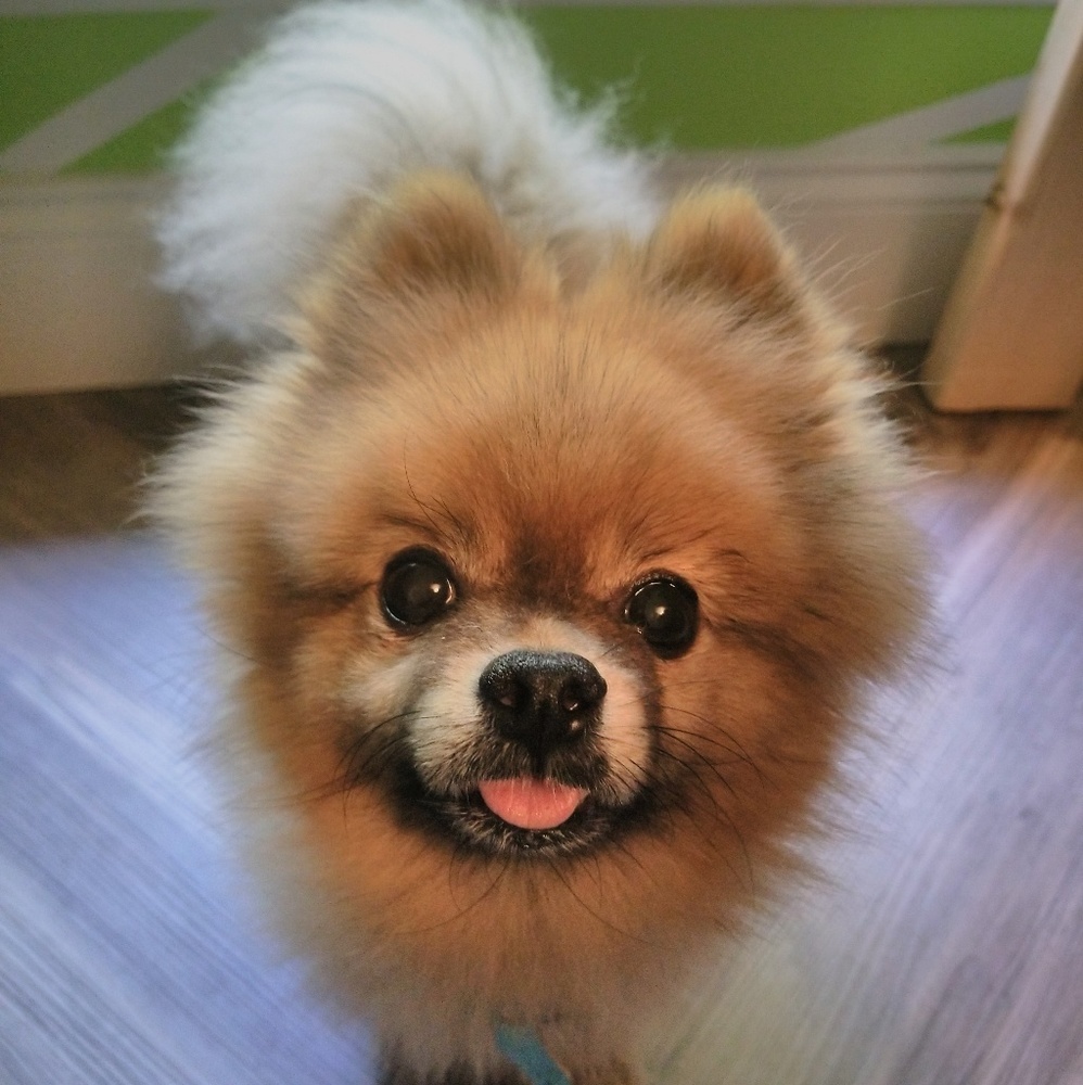 Meet your Posher, Jesse